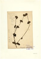 藏品(風輪菜)的圖片
